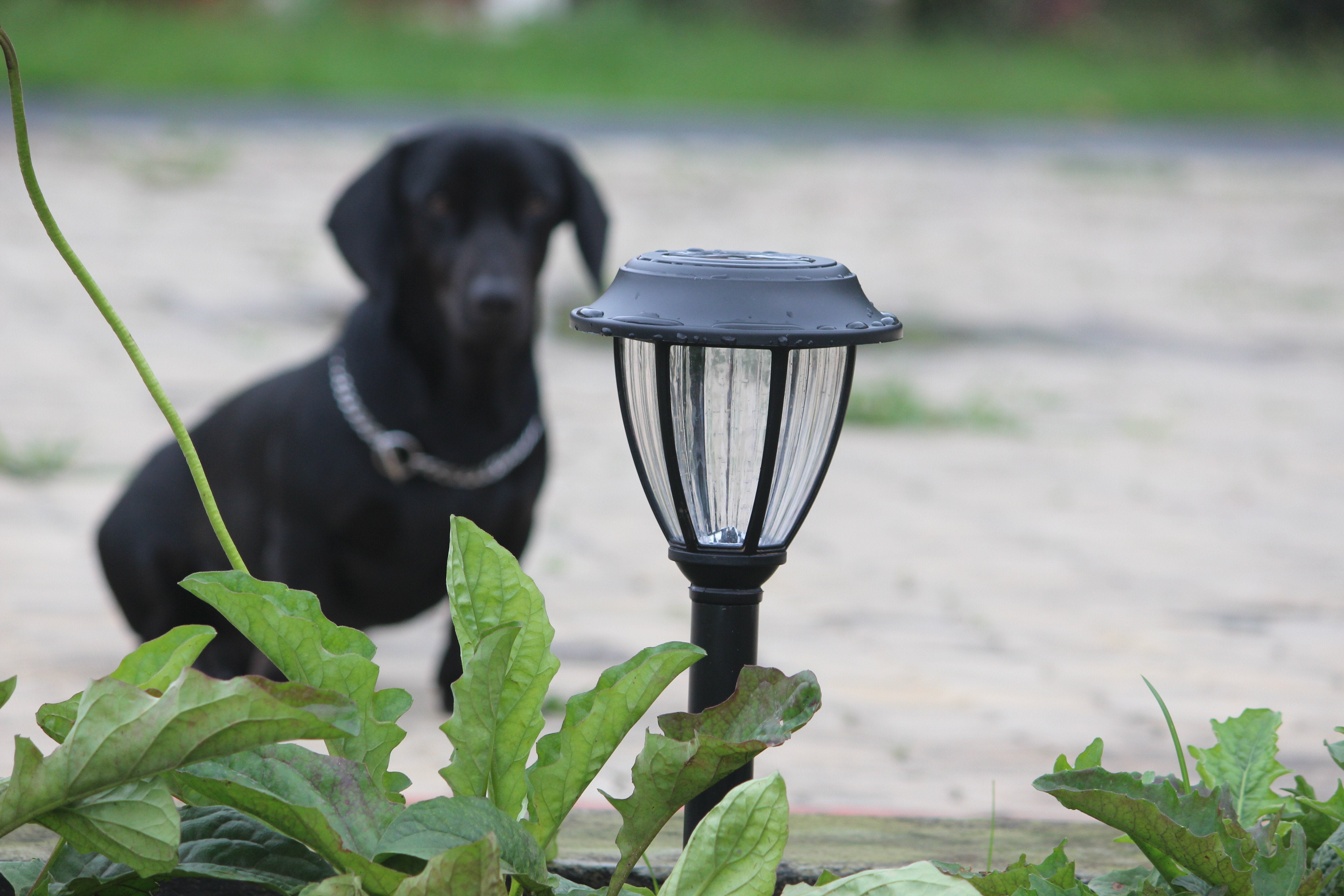 Solar Vintage Garden Light - TTSVMGL2W (Pack of 10) - tapetum.in
