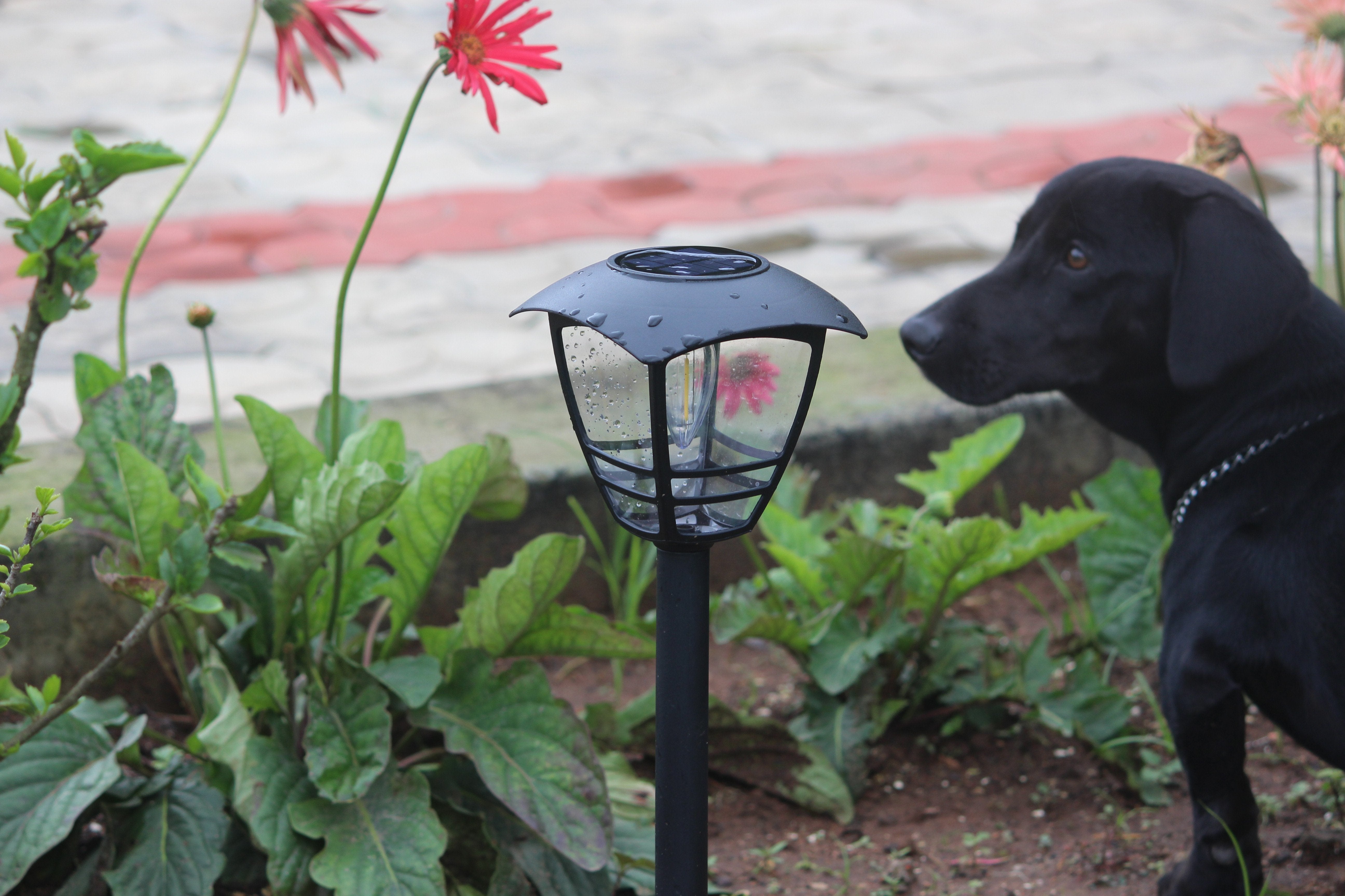 Solar Edison Garden Light - TTSEMGL2W (Pack of 10) - tapetum.in
