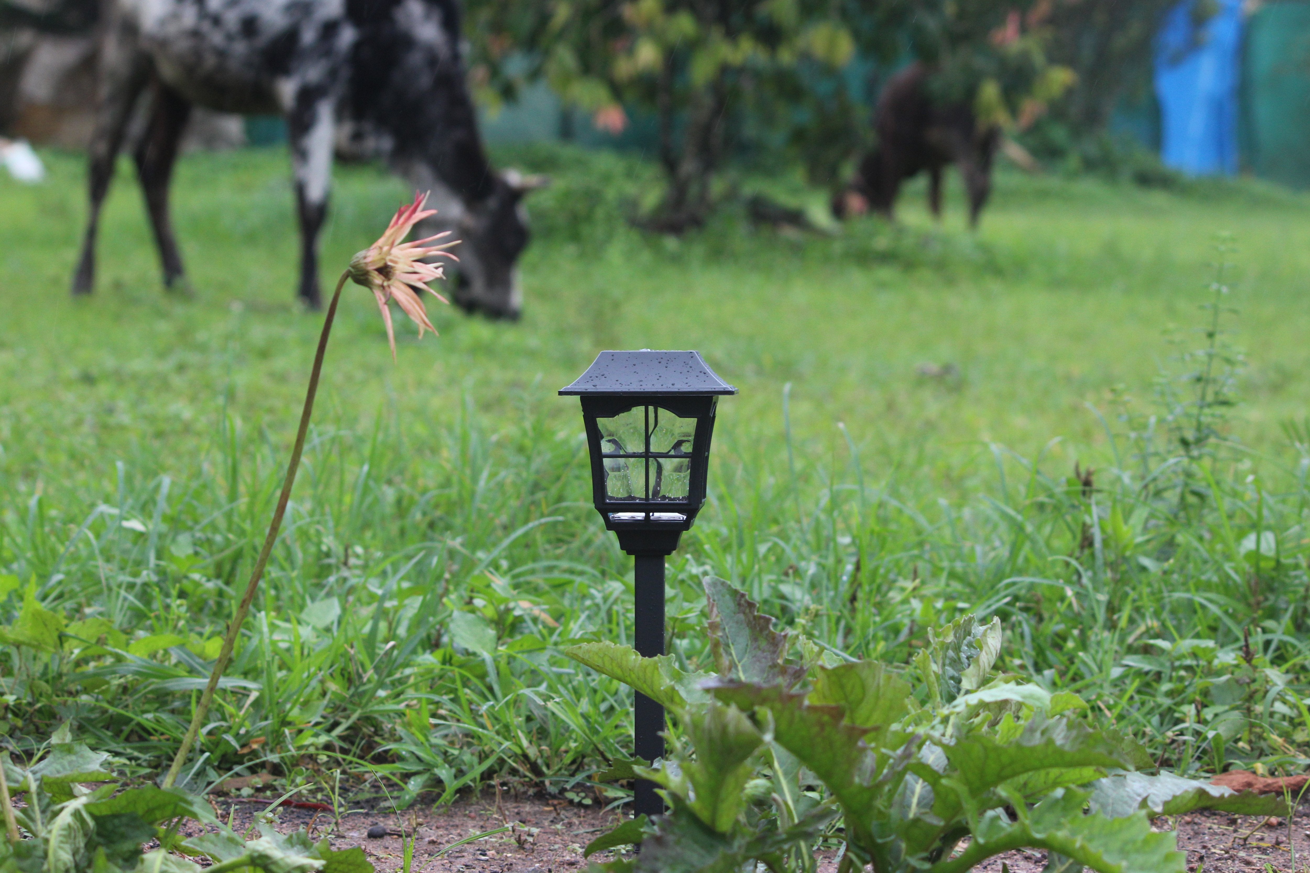 Solar European Pathway Light- TTSEMPL2W (Pack of 10) - tapetum.in